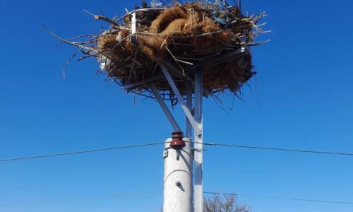 ЕРП Север монтира щъркелови платформи за опазване здравето и живота на прелетните птици